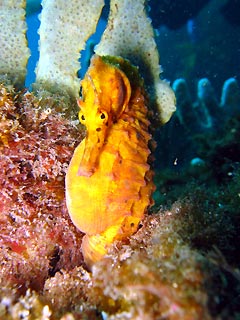 Big-Belly Seahorse, Gold