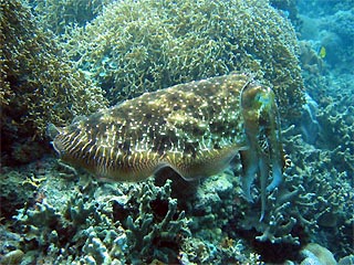 Reef Cuttle Fish