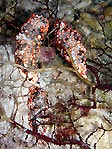 Million Dollar Bommie, Dermatobranchus ornatus