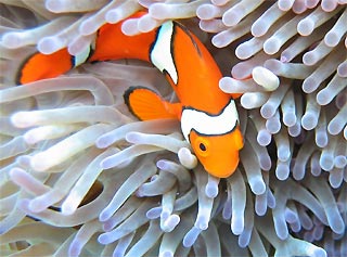True Clownfish – Really