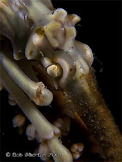 Xeno Crab Close-up