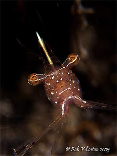 Amber Cleaner Shrimp