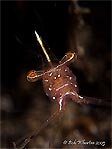 Amber Cleaner Shrimp