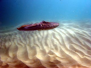 Big Cuttlefish
