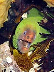 Green Moray