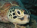 Sipidan Sea Turtle