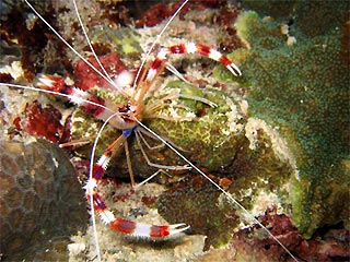 Banded Coralshrimp