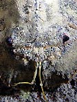 Crusoes Moreton Bay Bug