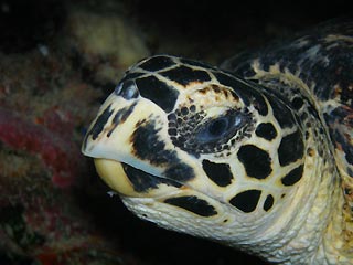 Hawksbill Turtle at Vanuatu