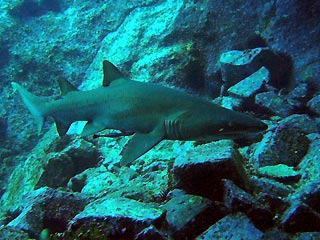 Grey Nurse Shark (<em>Carcharias taurus</em>)