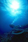 Diver silhouette