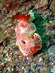 <em>Chromodoris tinctoria</em>