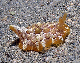 Sidegill Seaslug