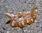 Sidegill Seaslug