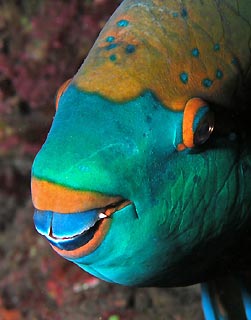 Snoozing Parrotfish
