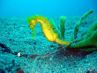 Popooh Thorny Seahorse