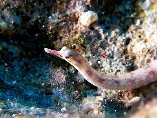 Your Mission:  Photograph a Pygmy Pipefish