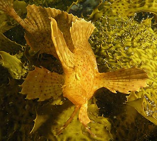 Golden Weedfish