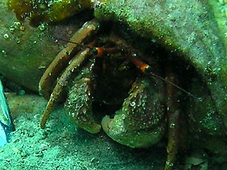 Hermit Crab (<em>Paguristes</em> sp.)