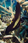 Shaded Batfish - Juvenile