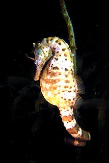Potbelly Seahorse (<em>Hippocampus bleekeri</em>)