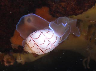 Lined Bubble Shell