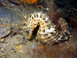 Big-Belly Sea Horse (Hippocampus abdominalis)