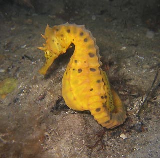 Yellow Big-Belly Seahorse