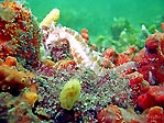White's Seahorse