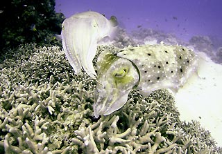 Cuttlefish Couple