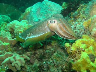 Cuttlefish at Lonsdale Wall