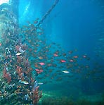 Underneath Busselton Jetty
