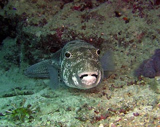Funny Pufferfish