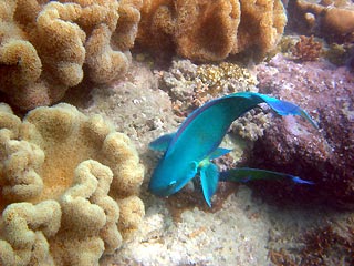 Top-side Parrotfish