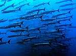 Lots of Fish