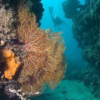Gorgonian and Diver