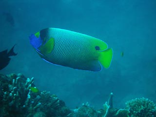 Blue-faced Angelfish