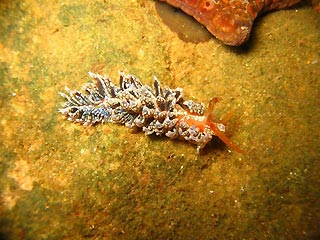 Nudibranch at Queenscliff