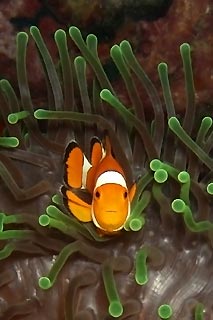 Curious Nemo