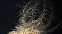 A Basket Star feeding, night dive, Sulawesi