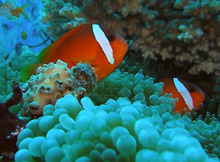 Raki Raki Anemone fish