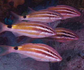Black-spot Goatfish