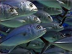 Big-eye Trevally, Lady Elliot Island