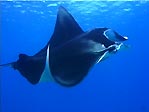 Snorkelling with Manta Ray, Lady Elliot Island