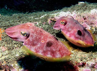 Cuttlefish pair
