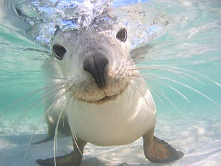 Seal at Abrolhos Islands