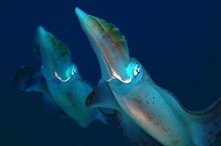 Pair of squid