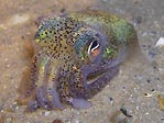 Bobtail Squid