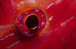 Goatfish Eye