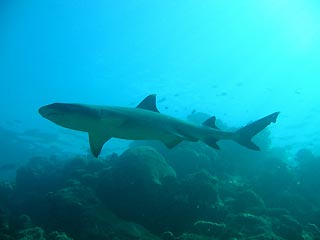 Shark feeding in Fiji
